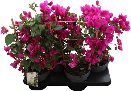 Bougainv Sanderiana Rek