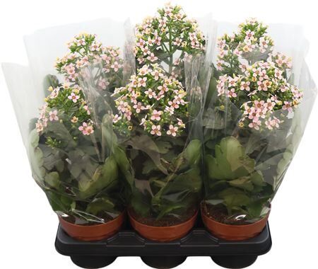 Kalanchoe Femini Pink