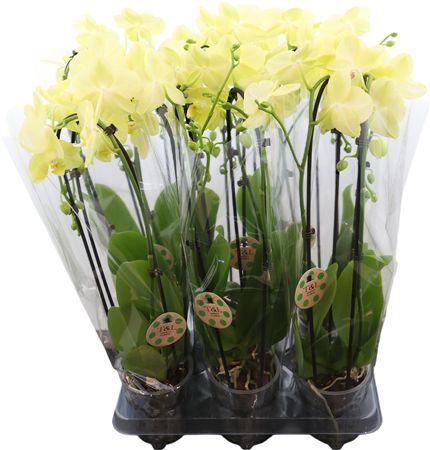 Phal Casc Mirage 2 Tak