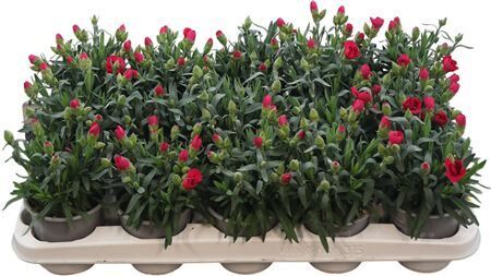 Dianthus Oscar Purple