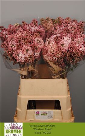 Syr Hy Maidens Blush