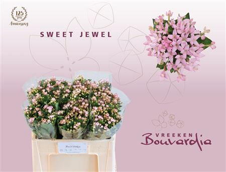 Bouv En Sweet Jewel