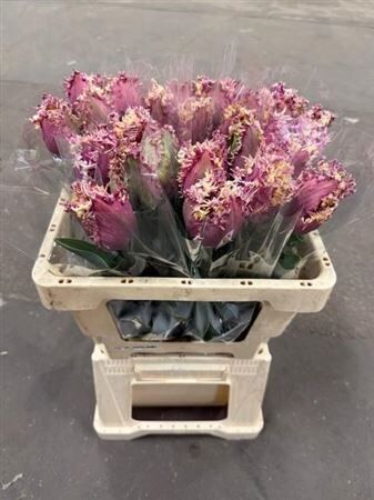 Tu Gefr Crunchy Cummings