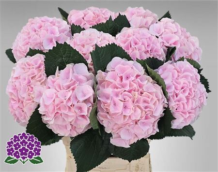 Hydr M My Pink Touch Rz