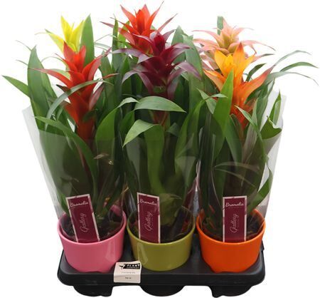 Guzm Gemengd Keramiek