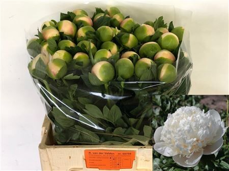 Paeo L Col Owen Cousin