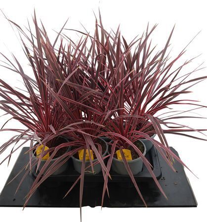 Cord Aus Charlie Boy