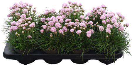 Armeria Maritima Hell Rosa