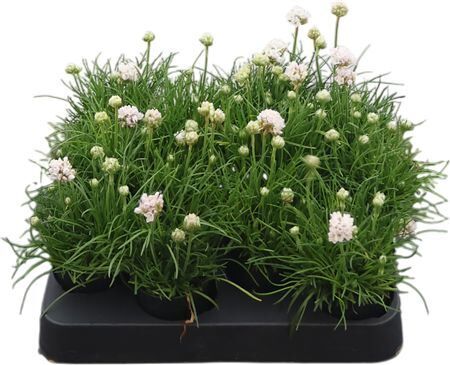 Armeria