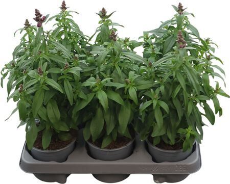 Antirrhinum Florini Rosa