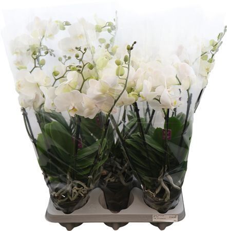 Phal Theatro 4 Tak Queen Jazz (bo)