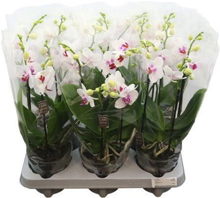 Phal Boquetto Passione 3-5 Tak