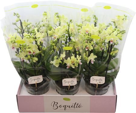 Phal Boquetto Sensation 3-5 Tak