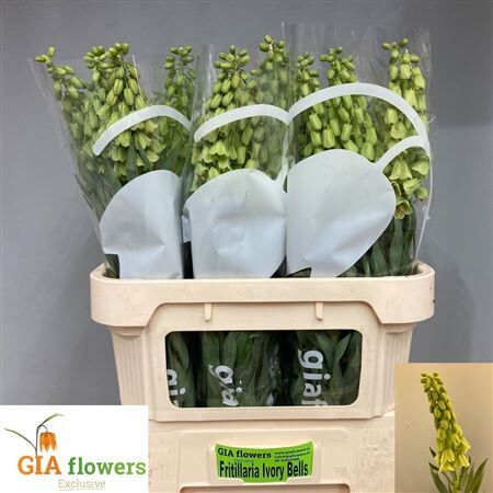 Fritillaria Ivory Bells