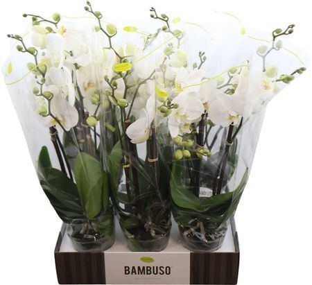 Phal Bambuso Inyo 2 Tak