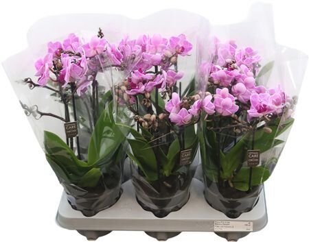 Phal Boquetto Delight 3-5 Tak