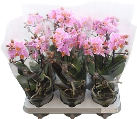 Phal Boquetto Romantico 3-5 Tak