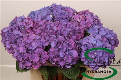 Hydr M Ch Rodeo Pa