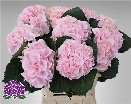 Hydr M My Pink Touch Rz