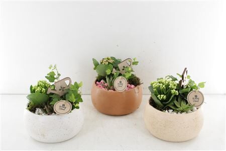 Arr2 Pl Ker. Spikkel Schaal - Mix