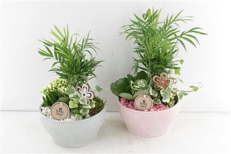 Arr2 Pl Ker. Schaal Glitch - Mix