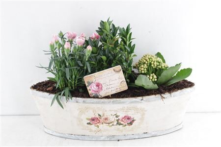 Arr6 Outdoor Nve - Roos Boot