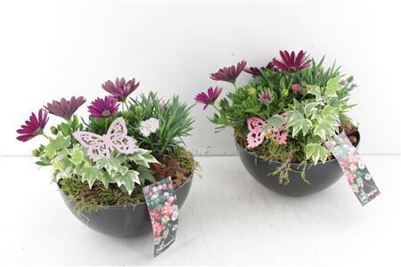 Arr6 Outdoor Mb - Antraciet Bowl Me