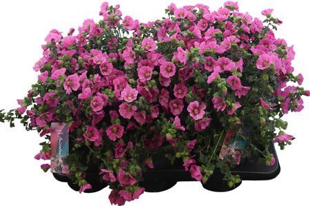 Anisodonthea Ca Elegans Princess