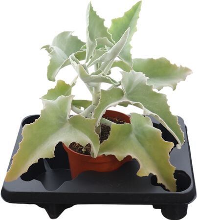 Kalanchoe Beharensis Elephant Ear