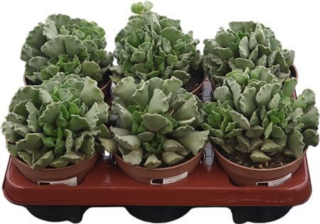 Adromischus Cristatus