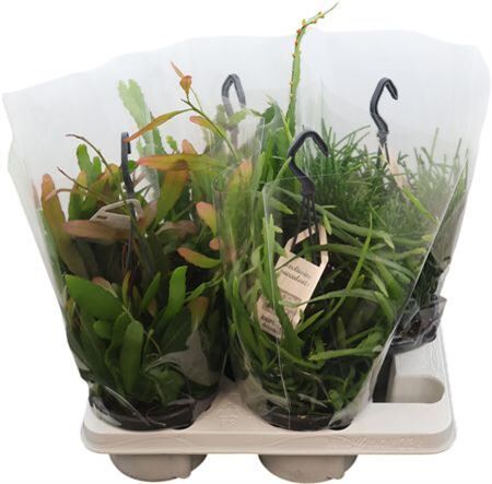 Rhipsalis Gemengd