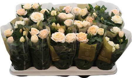 Ro Kordana Grande Belami