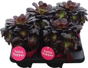Aeonium Arboreum