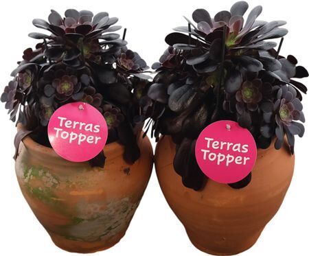 Aeonium Arboreum Terracotta Kruik