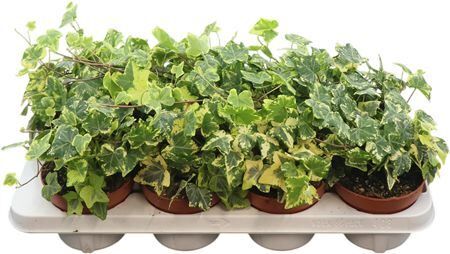 Hed He Golden Kolibri