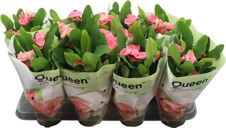 Euphorbia Milii Tiara Charlotte Roze