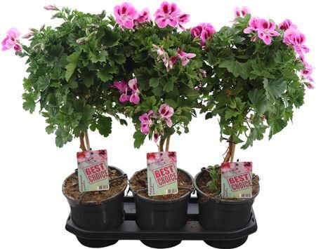 Pel Gr Paars/wit Stam