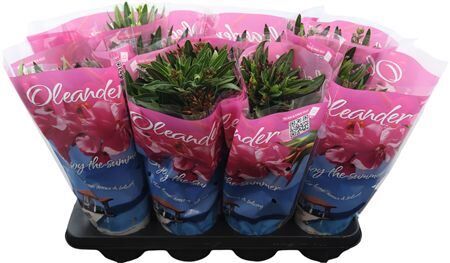 Nerium Oleander Enjoy 3+