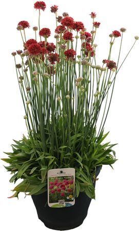 Armeria Ballerin Red
