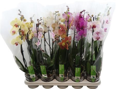 Phal Gemengd 3 Tak 8kl