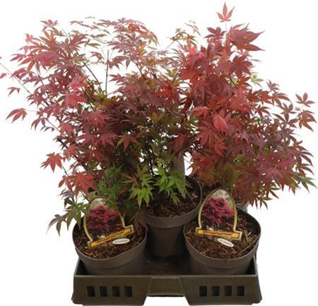 Acer Pa Atropurpureu