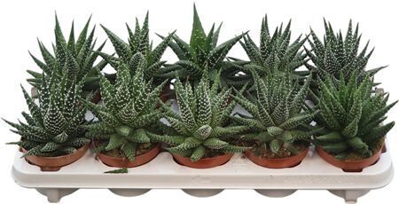 Haworthia Margaritifera