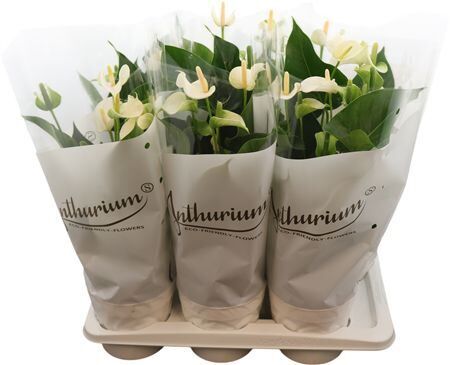 Anthu An White Champ