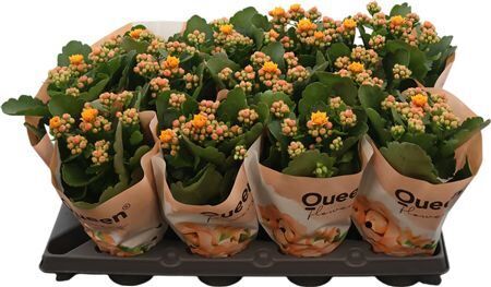 Kalan Gev Abricote Dylan