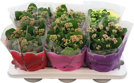 Kalan Gev Gemengd 4kl