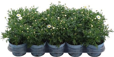 Argyr Frut La Rita C White