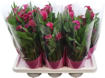 Zant Lila 4+ Potcover