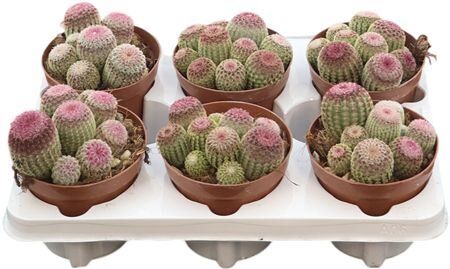 Echinocereus Rubrispinus (group)