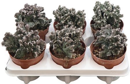 Monvilea Spegazinni Cristata