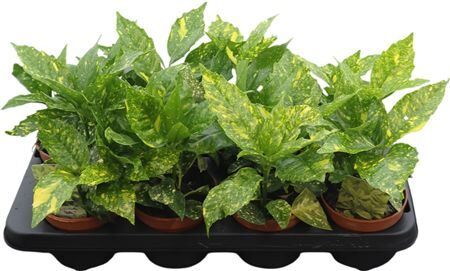 Aucuba Jap Crotonifoli